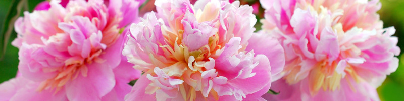 Peonies, Peony, Peony Flower, Peony Flowers, Tree Peony, Pink Peonies, Peony Bush